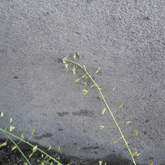 Capsella bursa-pastoris
