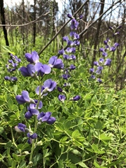Baptisia australis aberrans