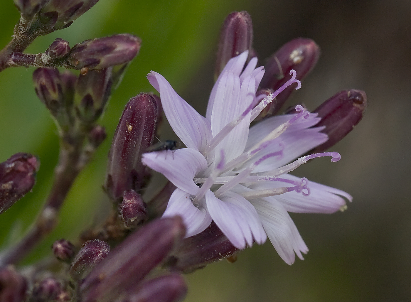 Munzothamnus