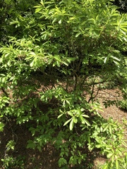 Rhododendron alabamense