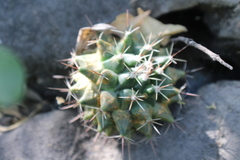 Mammillaria melanocentra melanocentra