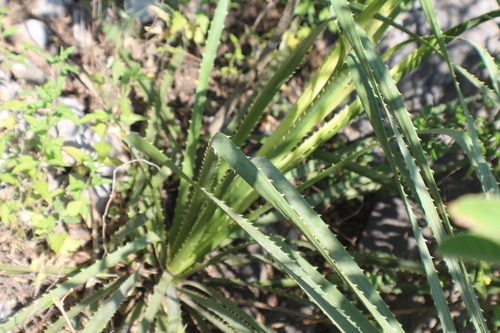 Dasylirion berlandieri