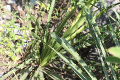 Dasylirion berlandieri