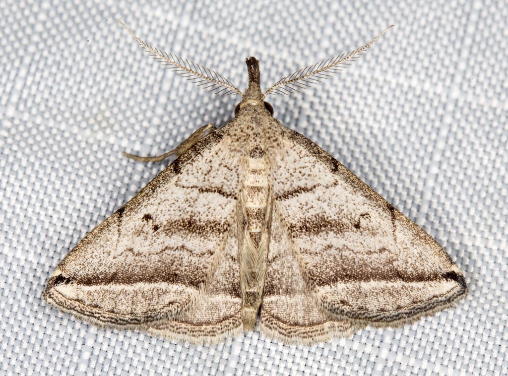 Lysimelia lenis
