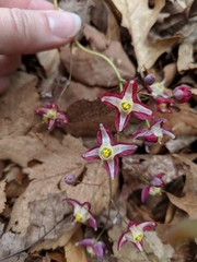 Epimedium