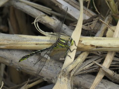 Phanogomphus militaris