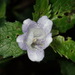 Strobilanthes flexicaulis - Photo (c) 大甘, some rights reserved (CC BY-NC), uploaded by 大甘