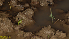 Hyla flaviventris