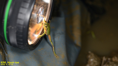 Hyla flaviventris