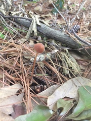 Entoloma salmoneum
