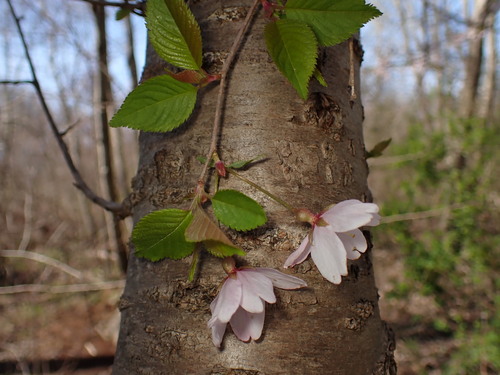 Prunus serrulata