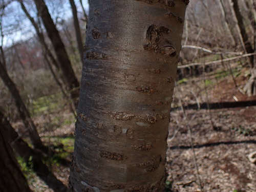 Prunus serrulata