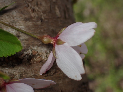 Prunus serrulata