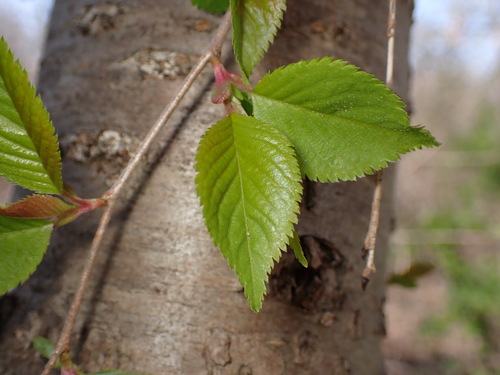 Prunus serrulata
