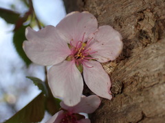 Japanische Blütenkirsche (Prunus serrulata): Herkunft und Verwendung — Foto 2