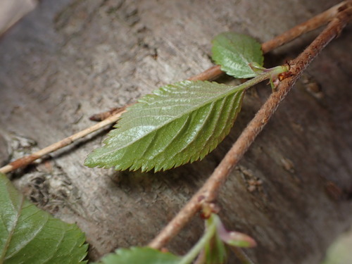 Prunus serrulata