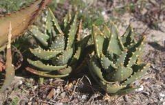 Aloe distans