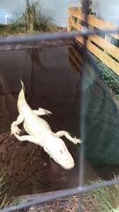 Alligator mississippiensis