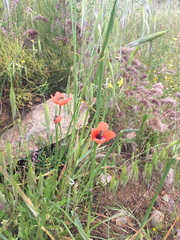 Papaver pinnatifidum