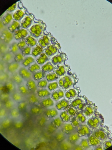 Image of Encalypta procera by (c) Zihao Wang, some rights reserved (CC BY)