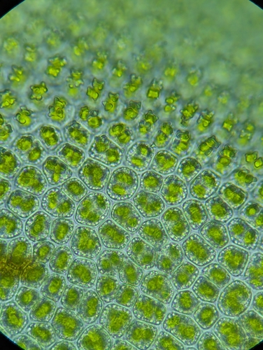Image of Encalypta procera by (c) Zihao Wang, some rights reserved (CC BY)