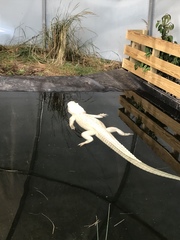 Alligator mississippiensis