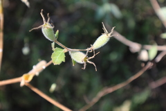 Mentzelia oligosperma