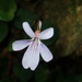 Viola formosana - Photo (c) 大甘,  זכויות יוצרים חלקיות (CC BY-NC), הועלה על ידי 大甘