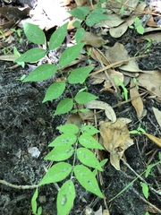 Wisteria frutescens