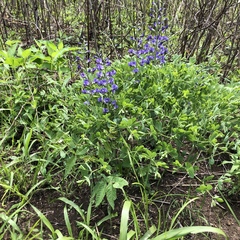 Baptisia australis aberrans