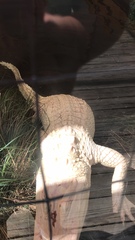 Alligator mississippiensis