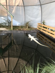 Alligator mississippiensis