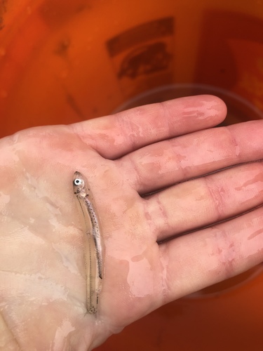 Atlantic herring (Clupea harengus) — Clupeidae — 2