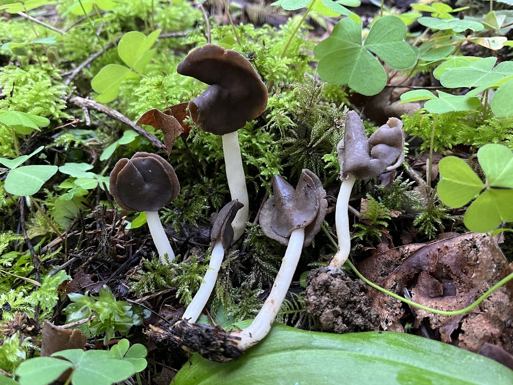 Helvella compressa from Botkin Rd, Philomath, OR, US on April 14, 2024