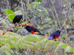 Hypopyrrhus pyrohypogaster