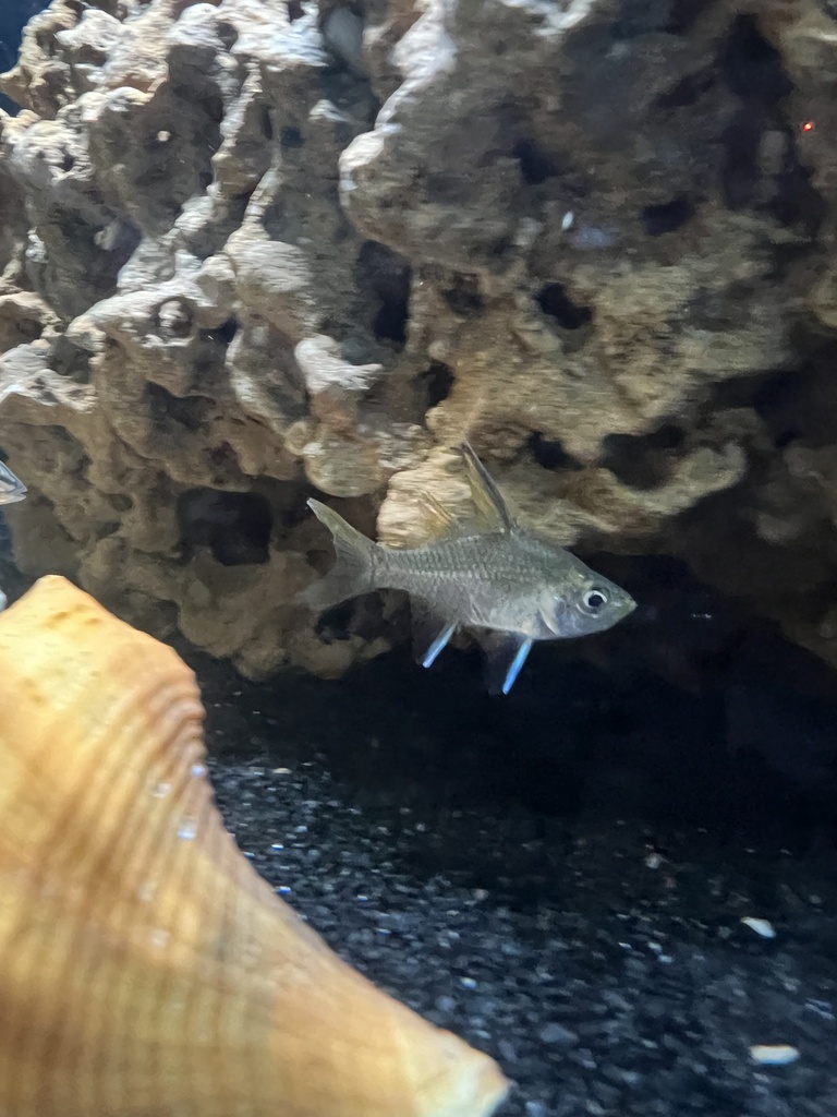 Chanda perch (Ambassis agrammus) — Ambassidae