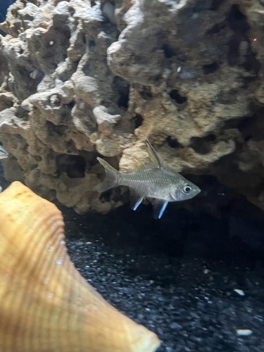 Chanda perch (Ambassis agrammus) — Ambassidae