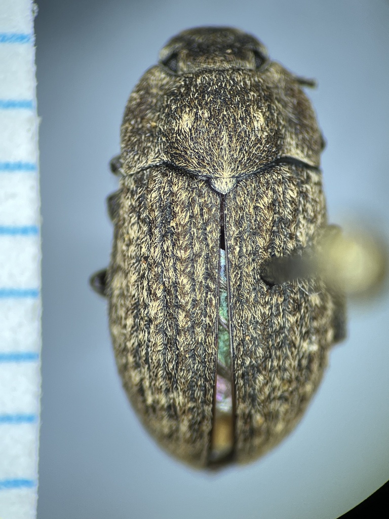 Blapstinus dilatatus (Darkling Beetles of the United States) · iNaturalist