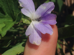 Viola viarum