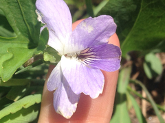 Viola viarum
