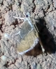Glaphyria peremptalis