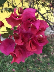 Bougainvillea