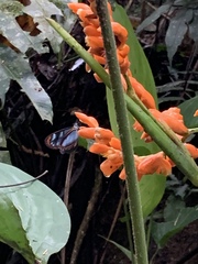 Stromanthe stromanthoides