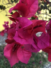 Bougainvillea