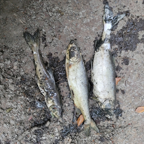 Sacramento Blackfish