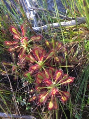 Drosera glabripes