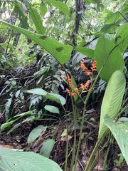 Stromanthe stromanthoides