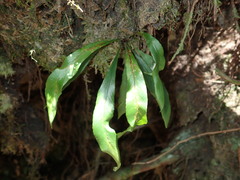 Asplenium ensiforme