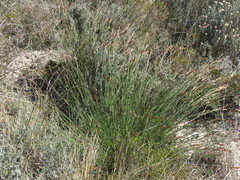 Thamnochortus punctatus