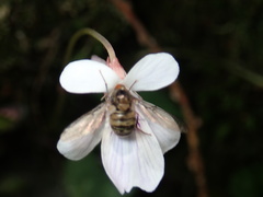 Acroceridae